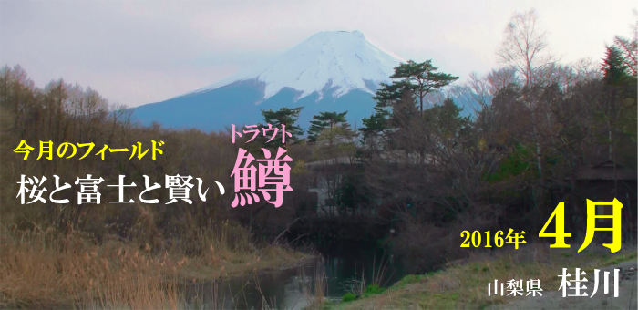 桜と富士と賢い渓魚